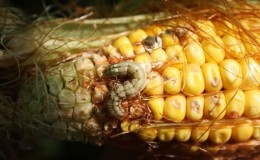 What is the danger of bollworm on corn: we detect the enemy, then quickly and effectively fight it