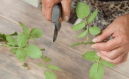 Instructions for beginner gardeners: how to propagate climbing roses by cuttings in the summer step by step