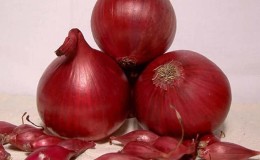 An early ripening variety of onions with a rich red hue - Red Baron