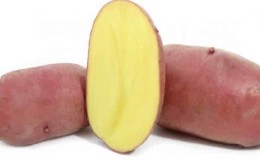 Capricious to care for, but very productive and tasty German potato variety Merlot