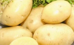 Description and characteristics of the Laperla potato variety