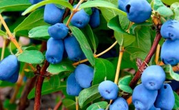 Cold-resistant honeysuckle variety Blueberry with sweet and sour fruits