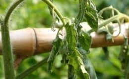 What is tomato bacteriosis, why does it appear in a greenhouse, and how to quickly and effectively cure it