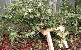 Step-by-step instructions for caring for gooseberries in the fall and preparing for winter