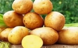 Mid-season hardy potato variety Tuscany