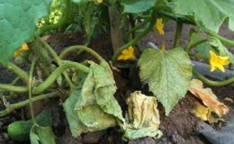 How to deal with fusarium blight on cucumbers: life-saving advice from gardeners and proven remedies