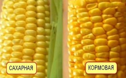 What is feed corn, how is it grown and where is it used?