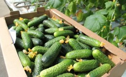 What is the yield of cucumbers in a greenhouse per 1 square meter and how to increase it