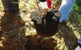 Planting pears in autumn in the Moscow region