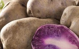 Mid-early table potato variety Gourmet purple