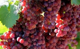 Reliable ways to determine the grape variety yourself