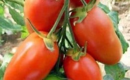 Can the Handsome tomato not only decorate your garden bed, but also produce a good harvest?
