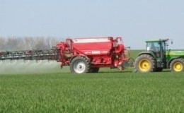 Fertilizers for winter wheat: what to feed in the fall