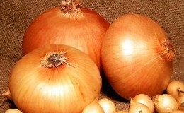 High-yielding and cold-resistant onion variety Stuttgarter Riesen