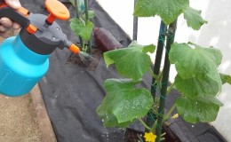 What are the benefits of feeding cucumbers with ammonia and how to use it correctly?