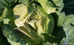 Why does white cabbage crack?