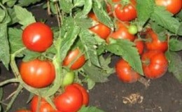 A guide for beginner gardeners: growing hybrid tomato Nasha Masha f1