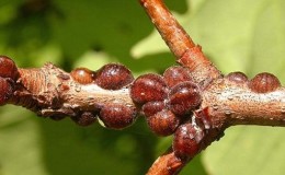 How to deal with scale insects on honeysuckle easily and effectively