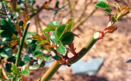 A guide for beginner gardeners: how to care for roses in spring