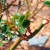 A guide for beginner gardeners: how to care for roses in spring