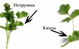 How to distinguish cilantro from parsley