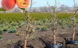 Step-by-step instructions for planting peach in the fall from experienced gardeners