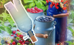 How to make a device for collecting gooseberries from a plastic bottle and use it correctly