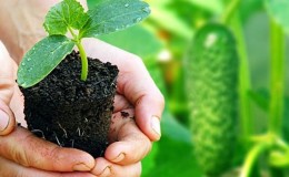 How to properly plant cucumbers for seedlings, and when is the best time to do it