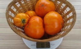 The Honey Giant tomato is promising and adored by many farmers: characteristics and description of the tomato variety