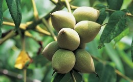 We grow Manchurian nuts from seeds at home