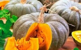 A healthy and tasty variety from Kuban breeders - Medicinal pumpkin: review of the variety and instructions for growing