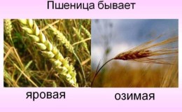 What types of wheat are there: characteristics of types and varieties