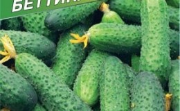 Early ripe hybrid of Bettina cucumbers for greenhouses, open ground and growing on a windowsill
