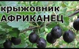 Thornless and resistant variety of black gooseberry African