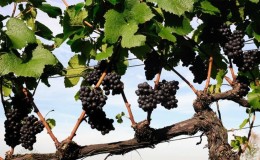 Instructions for beginning winegrowers: how to propagate grapes by layering in the summer
