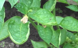 Why pepper leaves curl and what to do about it