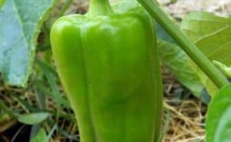 Is it necessary to pick off the leaves of peppers in a greenhouse and how to do it correctly: instructions for beginner gardeners