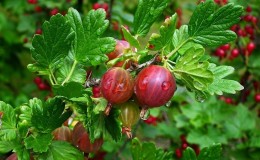 Gooseberry fruit - description and characteristics