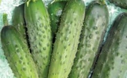 A productive and easy-to-care variety of Fingers cucumbers with excellent tasty fruits