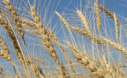 What is the technology for cultivating winter rye and its final yield?