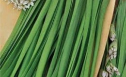 Perennial onion with a pleasant smell Jusai