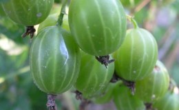 One of the best domestic gooseberry varieties, Ural emerald