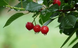 A guide on how to plant cherries correctly in the fall and avoid mistakes
