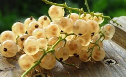 Useful properties and contraindications of white currants for women