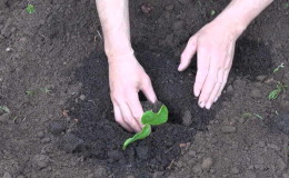 How to calculate the time when to plant pumpkin seedlings?