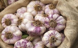 Consistently productive, unpretentious and disease-resistant garlic Lyubasha - we grow it on our own plot