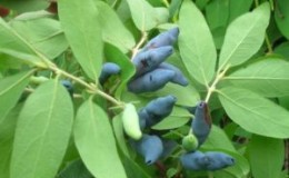 Height of mature honeysuckle bushes and trees