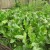 Instructions for properly growing horseradish on your own plot