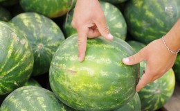 How to choose a ripe and sweet watermelon: what to look for when buying and choosing a fruit in the garden