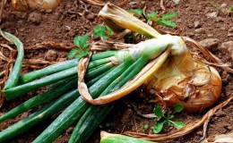 Beware of the onion fly: how to fight and win